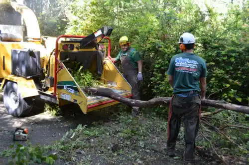 tree services Etna